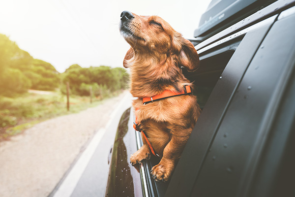 The Do’s and Don’ts for Road Tripping with Pets | Roesbery Car Care Walnut Creek